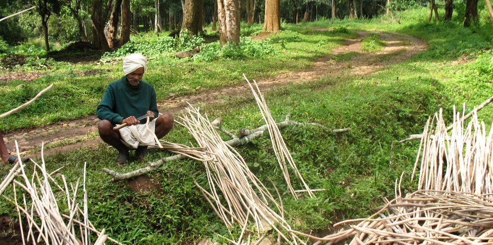 adivasi tribal man collecting lantana